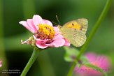 ASM05211370 Oranje Luzernevlinder / Colias croceus
