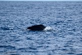 ASM01210640 potvis / Physeter macrocephalus