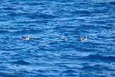 ASM01210647 Kuhls pijlstormvogel / Calonectris borealis