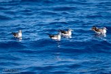 ASM01210653 Kuhls pijlstormvogel / Calonectris borealis