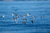 ASM07211611 Kuhls pijlstormvogel / Calonectris borealis
