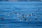 ASM07211612 Kuhls pijlstormvogel / Calonectris borealis