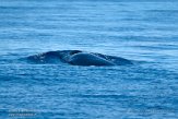 ASM07211635 Brydevinvis / Balaenoptera brydei