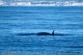 ASM07211637 Brydevinvis / Balaenoptera brydei