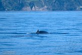 ASM07211667 Brydevinvis / Balaenoptera brydei