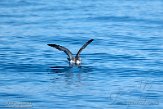 ASM07211676 Kuhls pijlstormvogel / Calonectris borealis