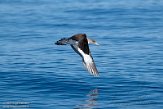 ASM07211682 Kuhls pijlstormvogel / Calonectris borealis
