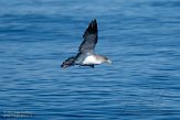 ASM07211683 Kuhls pijlstormvogel / Calonectris borealis
