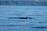 ASM07211715 Brydevinvis / Balaenoptera brydei