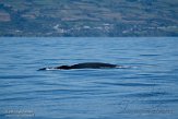 ASM07211719 Brydevinvis / Balaenoptera brydei