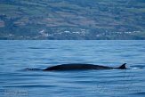 ASM07211721 Brydevinvis / Balaenoptera brydei