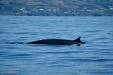 ASM07211722 Brydevinvis / Balaenoptera brydei