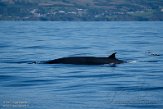 ASM07211723 Brydevinvis / Balaenoptera brydei
