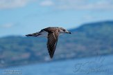 ASM07211730 Kuhls pijlstormvogel / Calonectris borealis