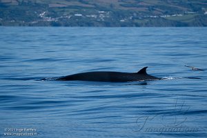 Whale Watch trip 3
