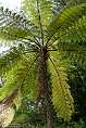 ASM05241384 Terra Nostra Garden