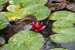 ASM05241387 Terra Nostra Garden - Iberische groene kikker / Pelophylax perezi