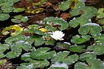 ASM05241396 Terra Nostra Garden - Iberische groene kikker / Pelophylax perezi