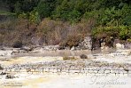 ASM02240678 Caldeiras da Lagoa das Furnas