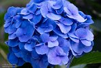 ASM02240718 Hortensia