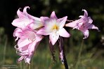 ASM02240573 Amaryllis belladonna