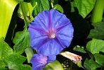 ASM02240583 Ipomoea indica