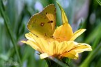ASM02240726 Oranje Luzernevlinder / Colias croceus