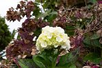 ASM05241480 Hortensia