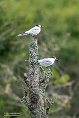 ASM03241001 visdief / Sterna hirundo