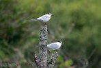 ASM03241008 visdief / Sterna hirundo