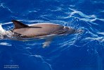 ASM03240785 gewone dolfijn / Delphinus delphis