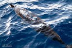 ASM03240792 gewone dolfijn / Delphinus delphis