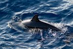 ASM03240795 gewone dolfijn / Delphinus delphis