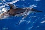 ASM03240804 gewone dolfijn / Delphinus delphis