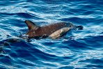 ASM03240808 gewone dolfijn / Delphinus delphis
