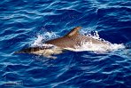 ASM03240818 gewone dolfijn / Delphinus delphis