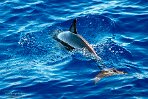 ASM03240832 gewone dolfijn / Delphinus delphis
