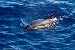 ASM03240836 gewone dolfijn / Delphinus delphis