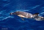 ASM03240840 gewone dolfijn / Delphinus delphis