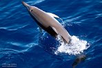 ASM03240848 gewone dolfijn / Delphinus delphis