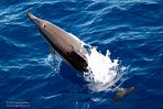 ASM03240850 gewone dolfijn / Delphinus delphis