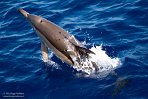 ASM03240853 gewone dolfijn / Delphinus delphis