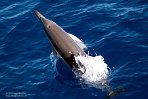ASM03240856 gewone dolfijn / Delphinus delphis