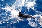 ASM03240865 gewone dolfijn / Delphinus delphis