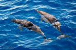 ASM03240869 gewone dolfijn / Delphinus delphis
