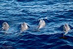 ASM03240880 gewone dolfijn / Delphinus delphis