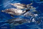 ASM03240885 gewone dolfijn / Delphinus delphis
