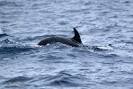 ASM04241092 tuimelaar / Tursiops truncatus
