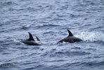 ASM04241107 tuimelaar / Tursiops truncatus