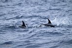 ASM04241108 tuimelaar / Tursiops truncatus
